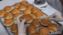 a bunch of doughnuts are on a tray with the words made in animatica visible