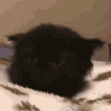 black cat tiny cat smol kitten airplane ears cutie pie