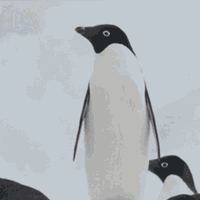 Penguin Whut GIF - Penguin Whut What GIFs