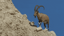 Goat Wild Goat GIF - Goat Wild Goat Siberian Ibex GIFs