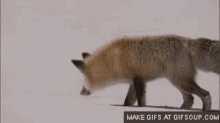 Red Fox GIF - Red Fox Curiousstalk GIFs