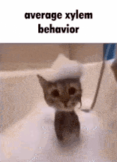 Meme Cat Xylem GIF