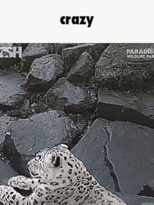 Crazy Leopard GIF - Crazy Leopard GIFs