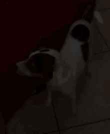 a black and white dog standing on a tiled floor in front of a red couch