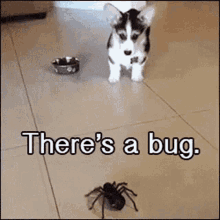 theres a bug no its a spider run away run funny dog and spider