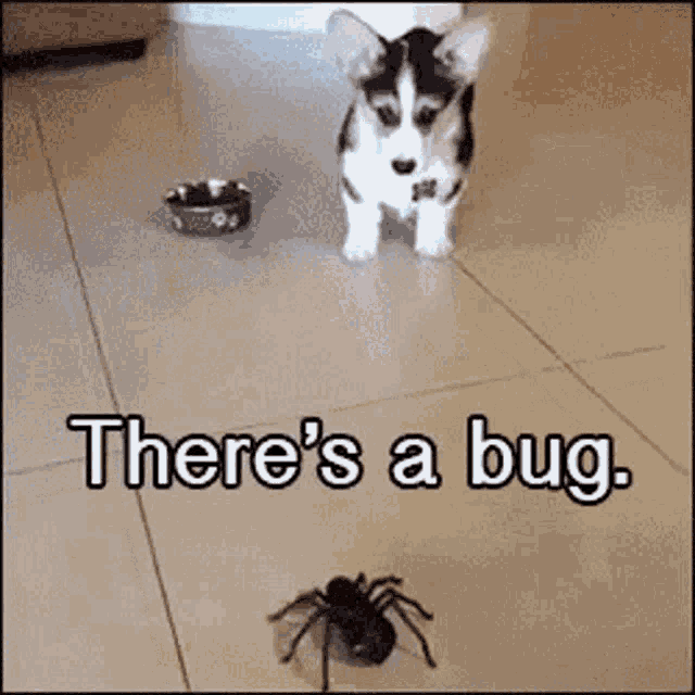 theres-a-bug-no-its-a-spider.gif