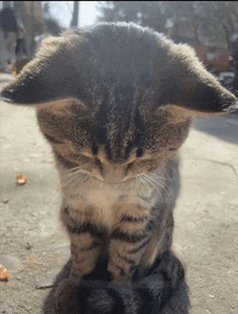 a close up of a cat 's face with its ears up