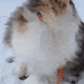 Komugi Cat GIF - Komugi Cat GIFs