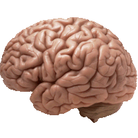 Smooth Brain Sticker - Smooth Brain Brain Smooth Stickers