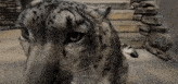 a close up of a snow leopard 's face