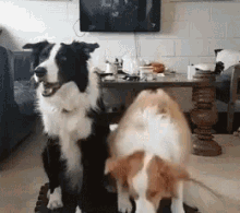 Puppies Cute GIF - Puppies Cute Family Picture GIFs