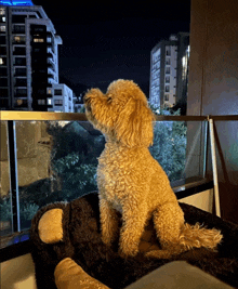 a dog sitting on a balcony looking out the window at night