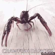 Cray Claw GIF - Cray Claw Crayfish GIFs