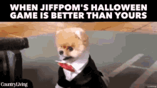 pomeranian puppy fluffy jiffpom halloween