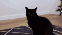 Red Eyes Sid The Cat GIF