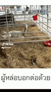 a sheep is laying in a cage with hay and a red bucket .