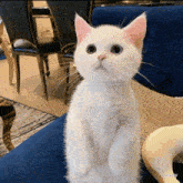 a white cat standing on its hind legs on a blue chair
