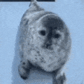 a seal is laying on its back on a white surface .