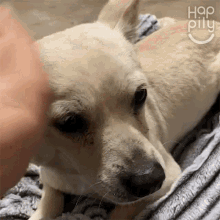 Petting My Dog Happily GIF - Petting My Dog Happily Comforting GIFs
