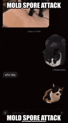 a black and white cat laying on a bed with the words mold spore attack below it