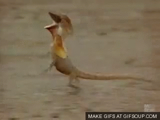 frilled lizard running