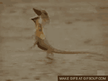 Hahahahaha Frill Necked Lizard GIF - Hahahahaha Frill Necked Lizard Running GIFs