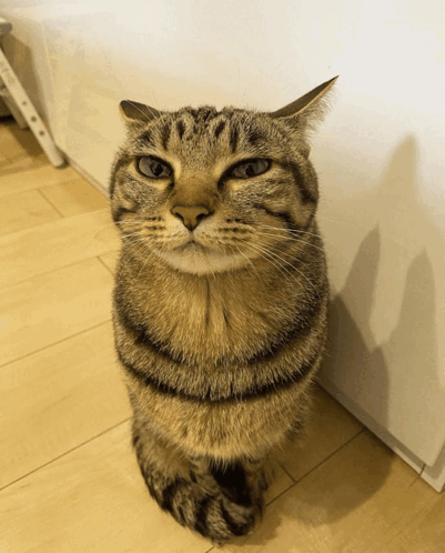 Cat What The Flip GIF - Cat What the flip What the heck - Discover ...