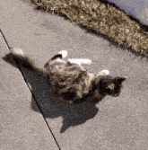 Cat Rolling GIF - Cat Rolling Cute GIFs