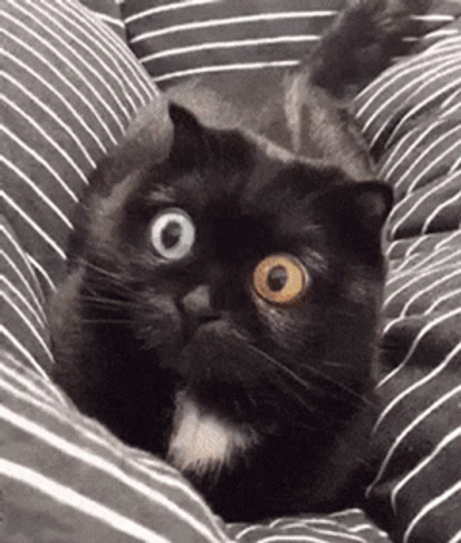 untitled.gif