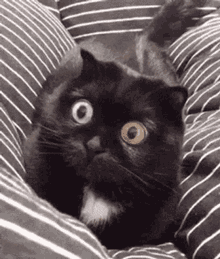 Stoned Cat GIF - Stoned Cat Wow GIFs