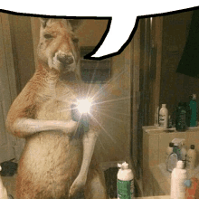 Speech Bubble Kangaroo GIF