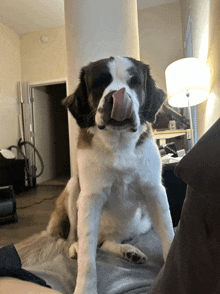 Lick Dog GIF