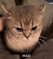 a cat is sitting on a bed and looking at the camera with a person petting it .