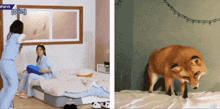 a fox is standing on a bed next to a woman playing with a pillow