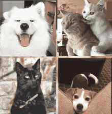 Cat Dog GIF - Cat Dog Cats GIFs