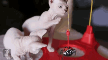 Wrinkly Sphynx And Bambino Kittens Playing With Red Ladybug Toy GIF - Pets Cute Cats GIFs