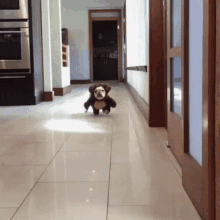 Funny Animals I Am Coming GIF - Funny Animals I Am Coming Cute GIFs