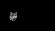 Cat Brick GIF - Cat Brick Meme GIFs