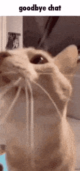 Cat Doll Wipplejig GIF - Cat Doll Wipplejig Watsky Arg GIFs
