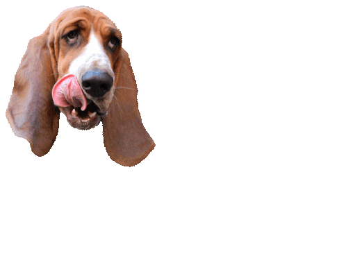 Basset Basset Hound Sticker - Basset Basset Hound Bassets Stickers