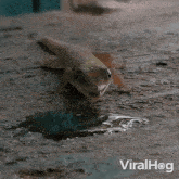 A Gecko Is Drinking Water Viralhog GIF - A Gecko Is Drinking Water Gecko Viralhog GIFs