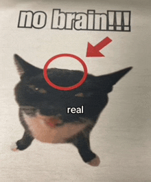 a picture of a cat with a red arrow pointing to it and the words " no brain "