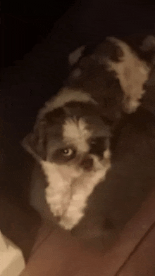 Luther Dog GIF - Luther Dog Stare GIFs