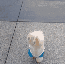 Dog Walk GIF