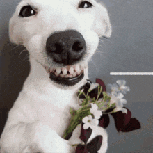 a white dog is holding a bouquet of flowers in its paws