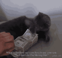 Cat Money GIF - Cat Money Cash GIFs