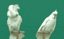 Angry Funny Animals GIF - Angry Funny Animals Cockatoo GIFs