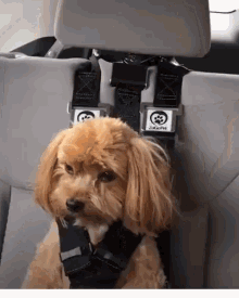 Doggy Belt The Rocketeer Pack GIF - Doggy Belt The Rocketeer Pack Funny Animals GIFs