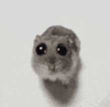 Hamser Meme Hamster GIF - Hamser Meme Hamster Big Eyes GIFs