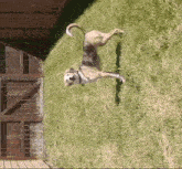 a dog laying on its back in the grass with a wooden fence in the background